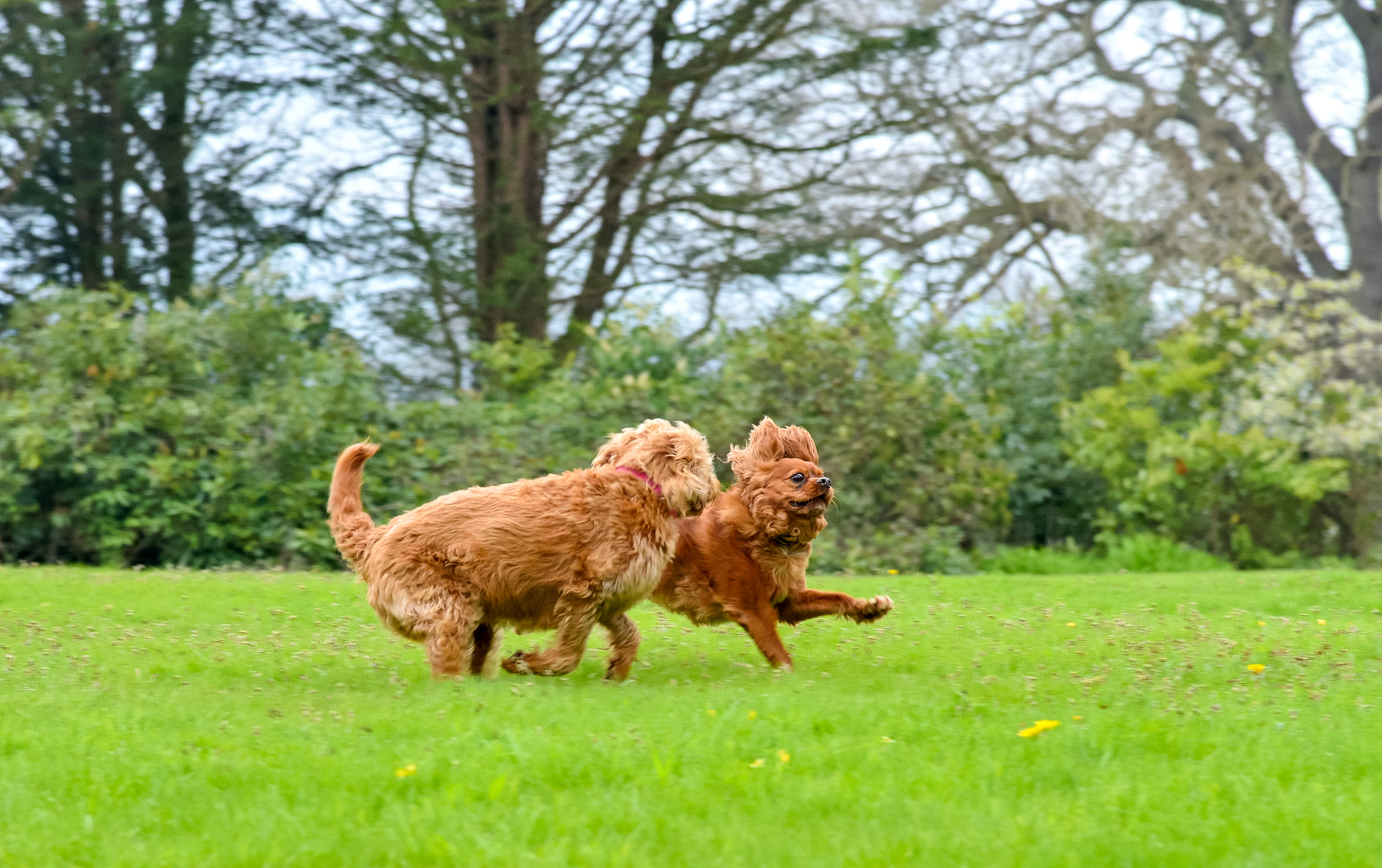 best-dog-friendly-pubs-in-south-shropshire-marrington-escapes